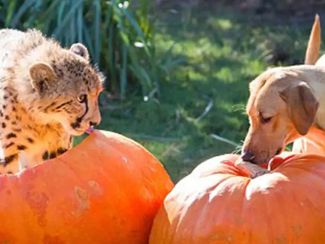FOTOS: guepardo y perro sorprenden al mundo con su gran amistad