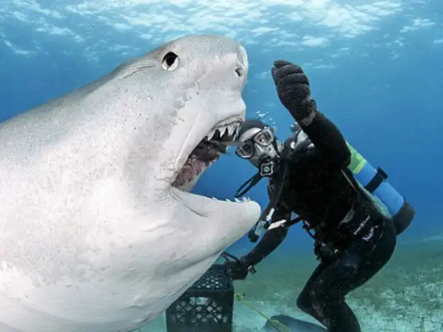 FOTOS: audaz buzo da de comer a peligrosos tiburones de su propia mano