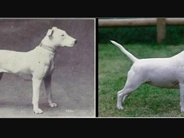 FOTOS: así han evolucionado algunas razas de perro en los últimos 100 años