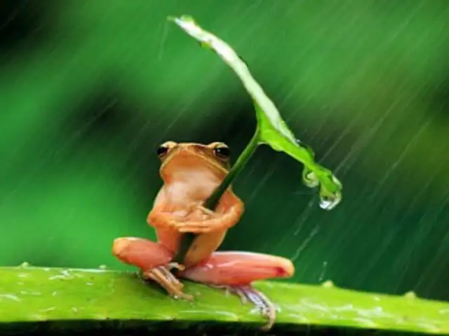 Indonesia: captan a pequeña rana 'inteligente' que usa hoja como paraguas