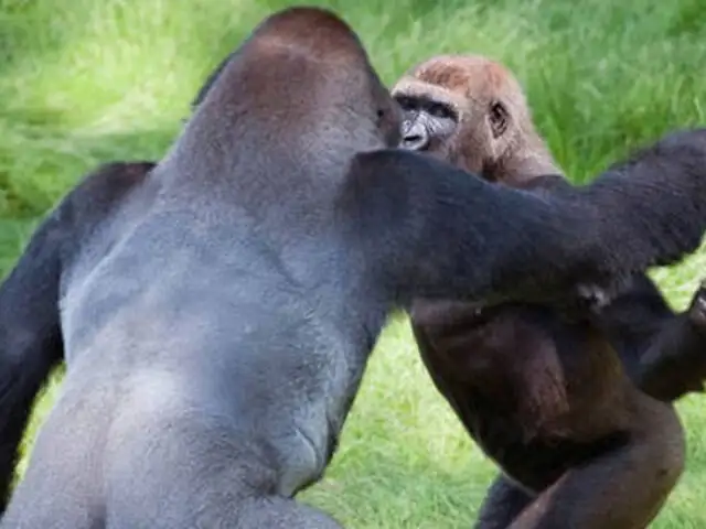 Inglaterra: fotografías emotivas del reencuentro de dos hermanos gorilas