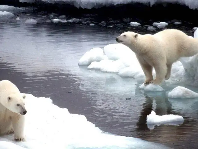 Océano Ártico: predicción de inminente deshielo que amenaza su vasta fauna