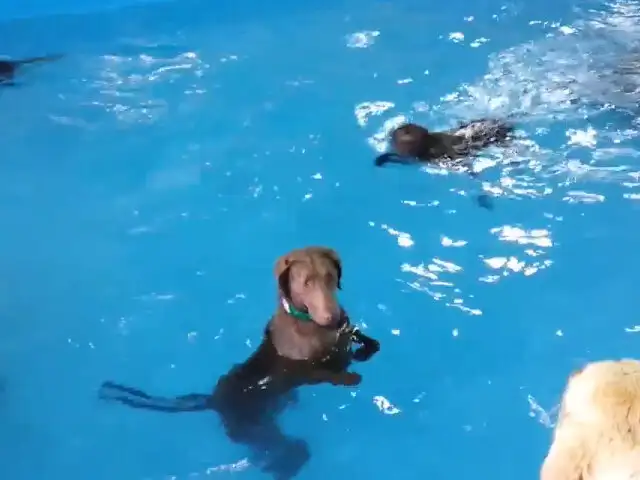 ¿Todos los perros son excelentes nadadores? Este video demuestra que no