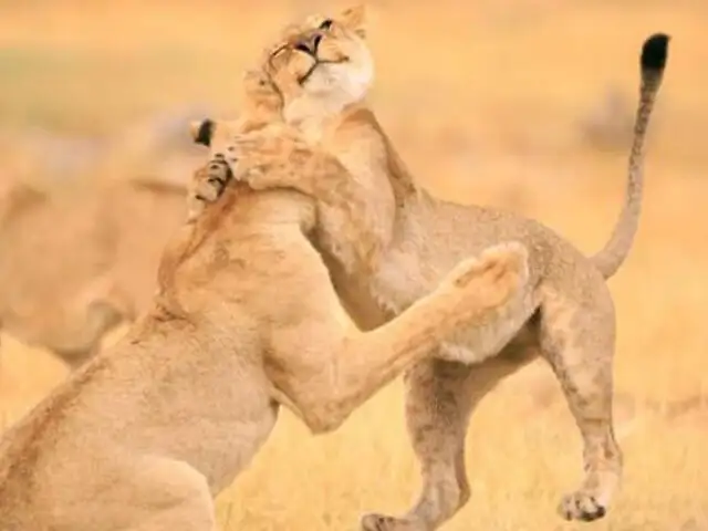 FOTOS: sonrisa y abrazo de leona inunda de ternura las redes sociales