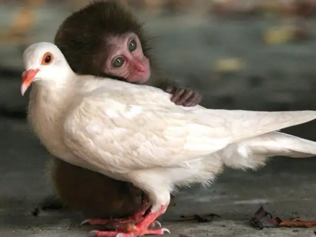 FOTOS: amistades conmovedoras del mundo animal inmortalizadas por Nat Geo