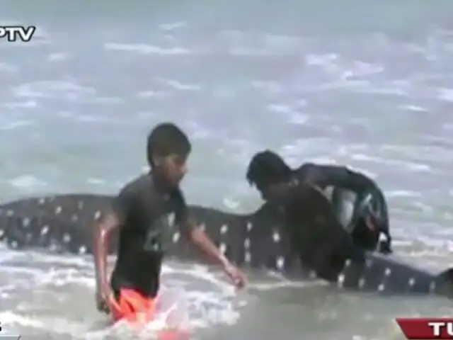 Pescadores rescataron a tiburón ballena varado en playa de Tumbes