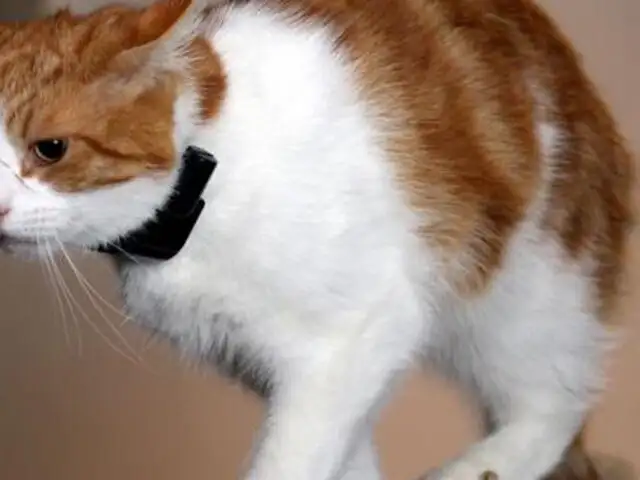 FOTOS: gato de tres patas huye de casa y sus dueños toman drástica medida