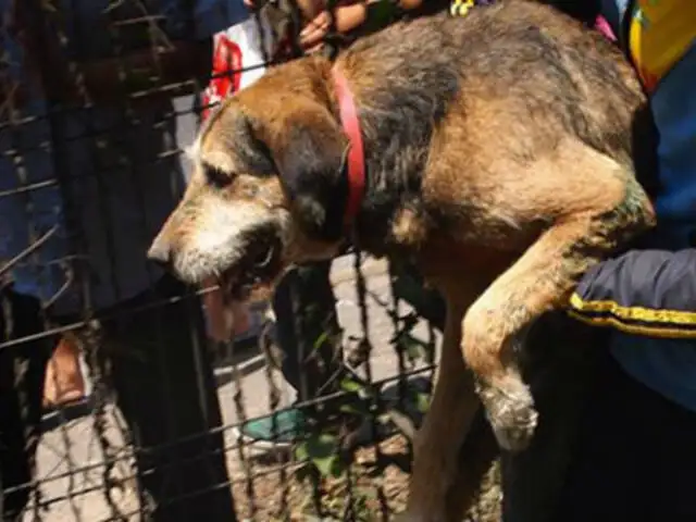 Apareció la dueña del perro ‘Yuyito’ rescatado en la Costa Verde