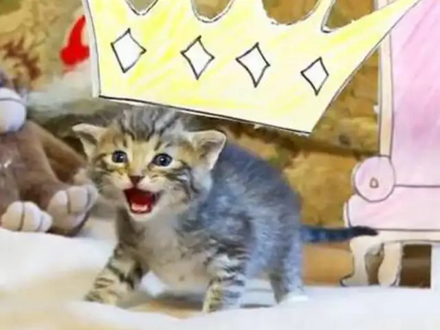 VIDEO: Gatitos protagonizan tierna recreación de la película ‘El Rey León’