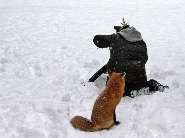 FOTOS: Zorro entretiene a fotógrafo para que su amigo intente robarle la cámara