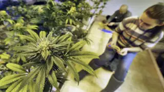 Estados Unidos: se legalizó la venta de marihuana en Colorado