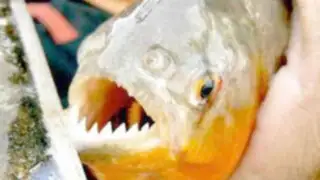 Argentina: nuevo ataque de peces palometas siembra el pánico entre bañistas