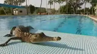 Hallan cocodrilos recién nacidos en una piscina pública de Australia