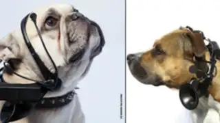 VIDEO: crean gadget que traduce ladridos de perros al lenguaje humano