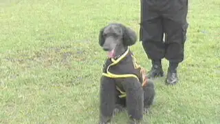'Machín Alberto', el famoso perro de la policía canina, pasó al retiro