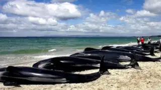 Cerca de 40 ballenas murieron tras quedar varadas en playa de Nueva Zelanda
