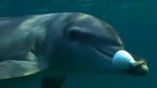 Delfines se drogan de manera recreacional con neurotoxinas de peces globo
