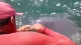 Lambayeque: bomberos rescataron a delfín atrapado en una red
