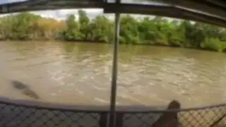 Escalofriante video: cocodrilo atacó a un guía turístico durante paseo por un río