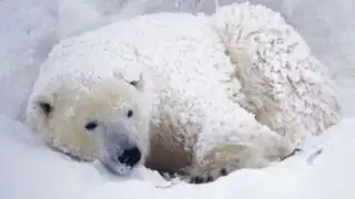 Frío extremo en EEUU: hasta los osos polares se están ‘resfriando’