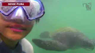 Nadando con tortugas: una inolvidable experiencia en la playa El Ñuro