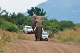 Impactante video: un elefante violento ataca y vuelca una camioneta con turistas
