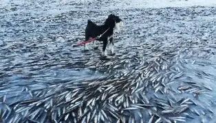 FOTOS: mar se congeló tan rápido que atrapó y mató al instante a miles de peces