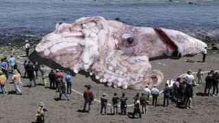 EEUU: Fotografía de un calamar gigante crea polémica en las redes