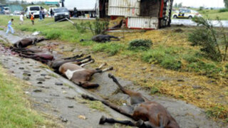 Argentina: mueren diez caballos luego de volcarse camión que los trasladaba
