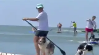 Perros surfistas entrenan en Brasil para competencia de mascotas