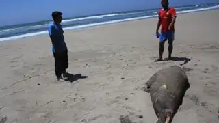 Afirman que pescadores en Piura envenenan a delfines y lobos marinos
