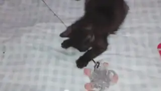 Video de un gatito ciego conmueve a cientos de personas YouTube