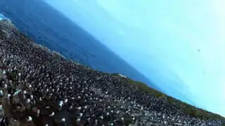 VIDEO: ave roba ‘cámara huevo’ y graba espectacular colonia de pingüinos