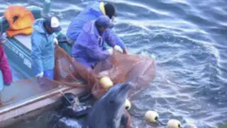 Gobierno japonés defiende la matanza de delfines ante las críticas