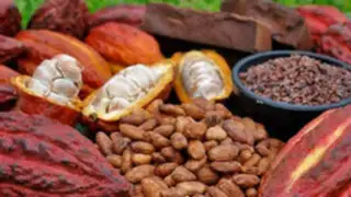Perú se convertiría en líder global de la producción de cacao fino
