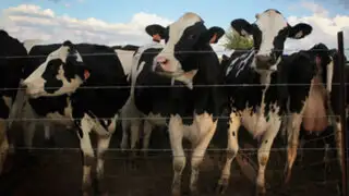 Gases intestinales de casi 100 vacas hacen explotar un establo de Alemania