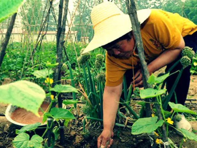 China: más de 3 millones de héctareas de tierra para cultivo están contaminadas