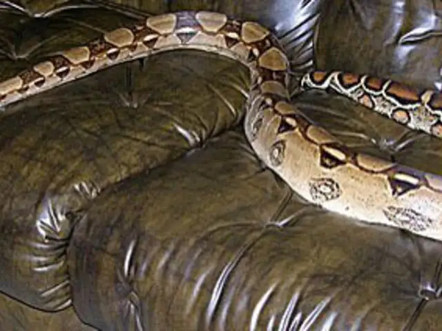 FOTOS: Una mujer alojó en su casa dos meses a una boa constrictor sin saberlo