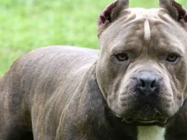 Destino de pitbull que mató a bebé genera controversia en  Colombia