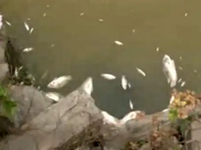 La Molina: vecinos hallan cientos de peces muertos en laguna del distrito