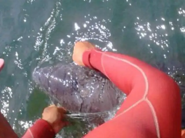 Lambayeque: rescatan a delfín atrapado en malla de pescadores artesanales