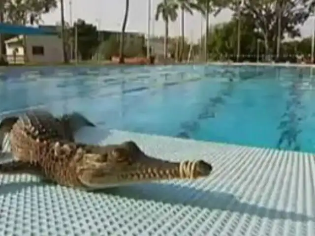 Hallan cocodrilos recién nacidos en una piscina pública de Australia