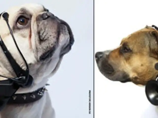 VIDEO: crean gadget que traduce ladridos de perros al lenguaje humano