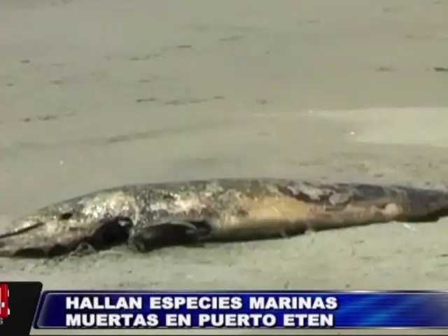 Hallan gran cantidad de especies marinas muertas en playas de Chiclayo