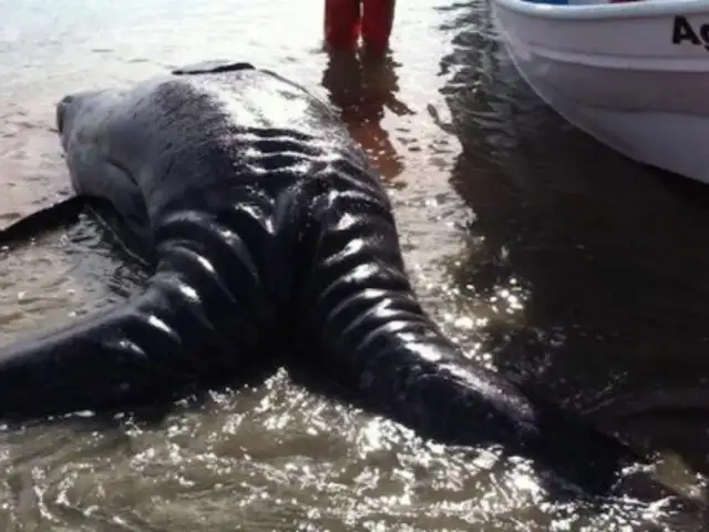 FOTOS: nace ballena gris con dos cabezas y dos colas en Baja California