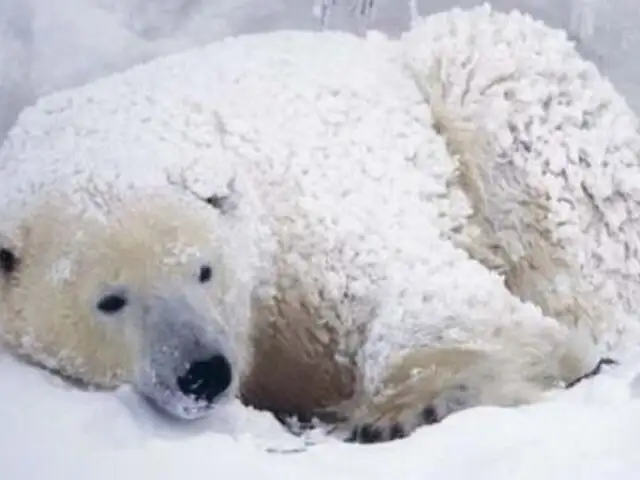 Frío extremo en EEUU: hasta los osos polares se están ‘resfriando’
