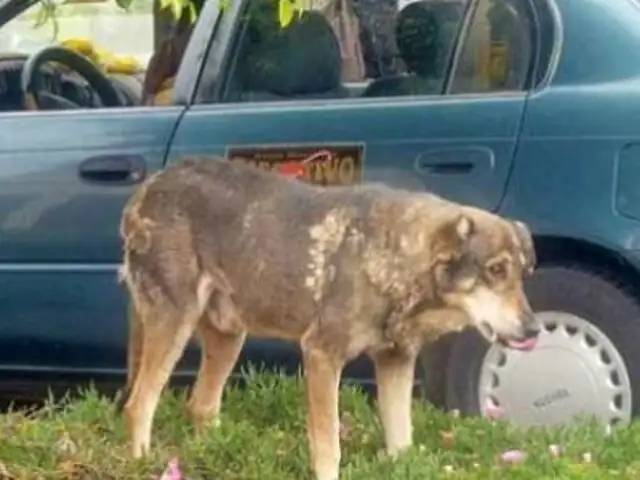 El ‘Hachiko’ boliviano: perro conmueve a la ciudad de Cochabamba