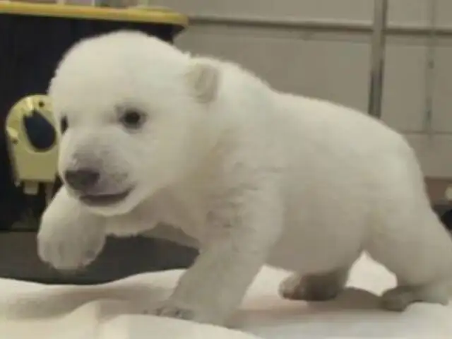 Cachorro de oso polar da sus primeros pasos en el zoológico de Canadá