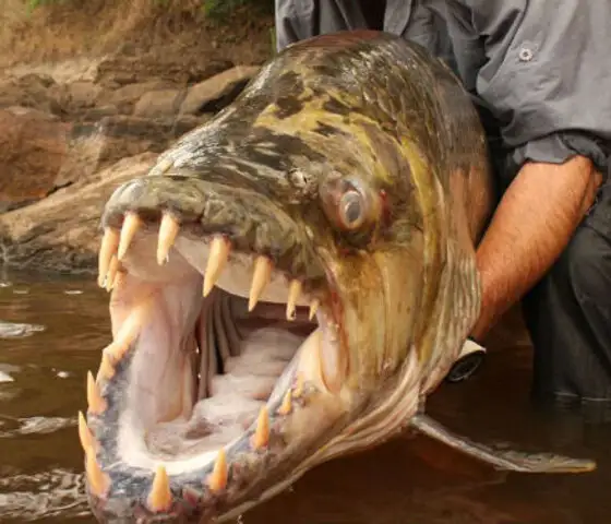 VIDEO: mira cómo este enorme y aterrador pez caza aves en el aire