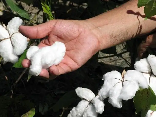 Sembrarán más de 4 mil hectáreas de algodón en Piura